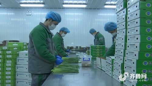 潍坊农产品加工企业顺利复工，优质蒜薹抢“鲜”直供海外