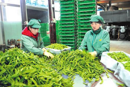 农村四禁令解除 农产品加工迎来新机遇，村民期盼已久