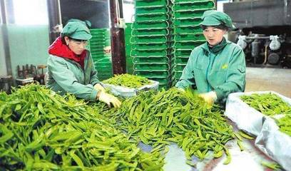 中央财政百亿扶持农产品加工，破解生鲜高损耗率难题