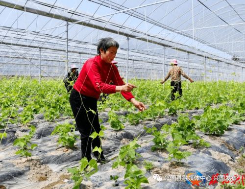 加大集团生猪养殖及屠宰加工项目助力兴国打造大湾区优质农产品供应地