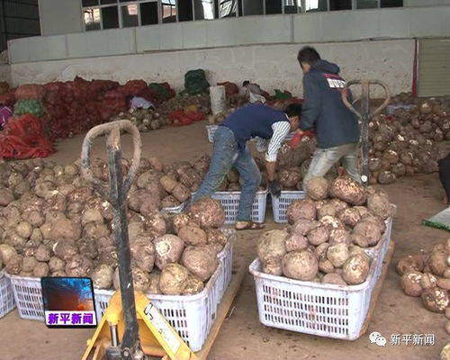 新平 提升魔芋经济价值，做活农产品深加工文章