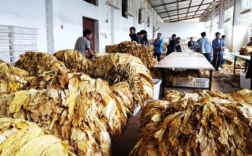 宣威大数据驱动农产品加工产业发展新篇章——曲靖频道云南网要闻聚焦